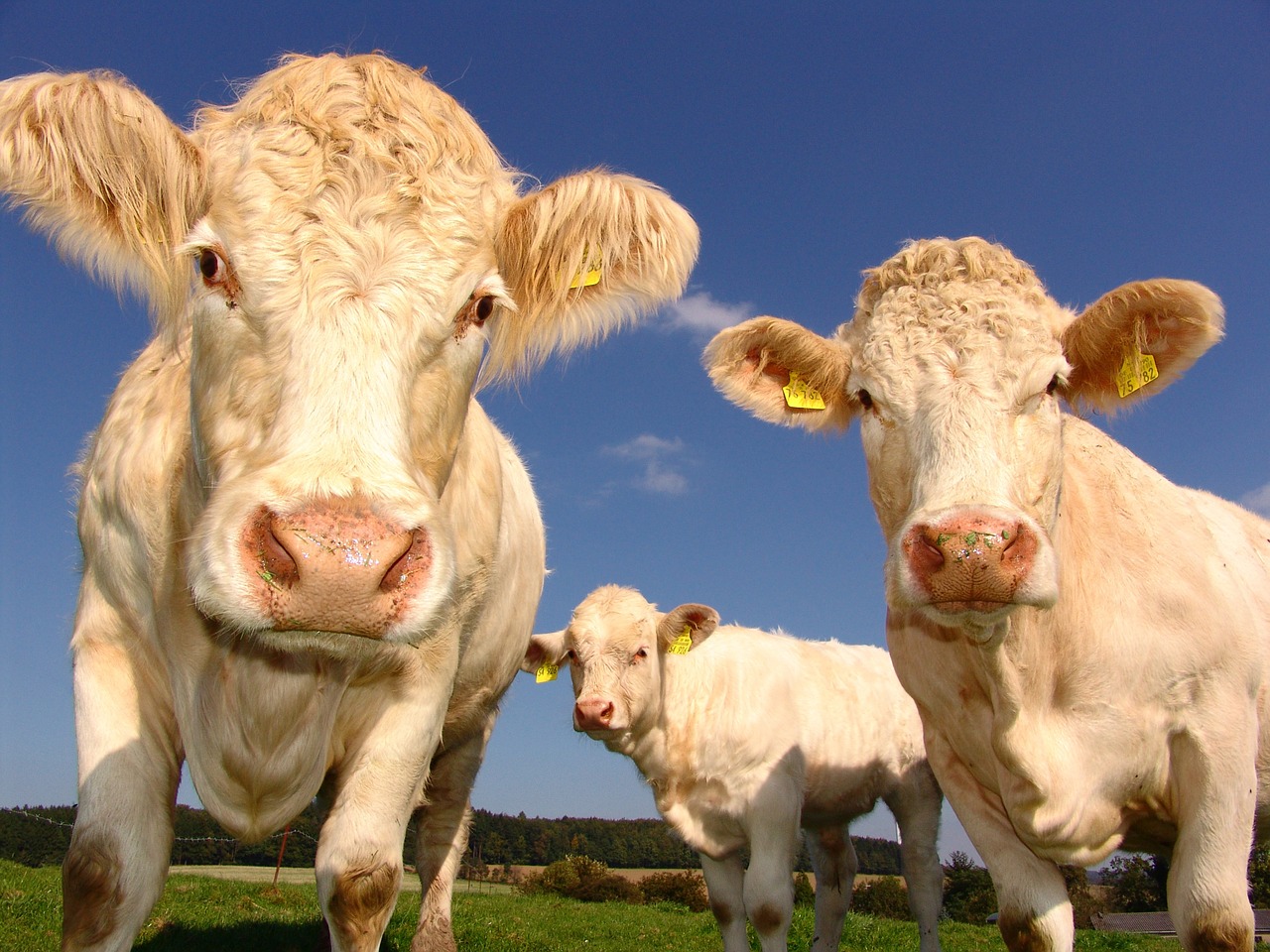 A group of cows